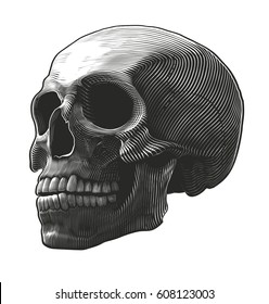 Human skull in woodcut style. Vector illustration, isolated, grouped on transparent background

