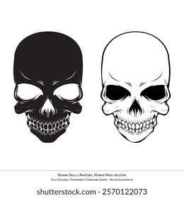 Human Skulls Anatomy Illustration - Detailed Transparent Skeleton Vector Art