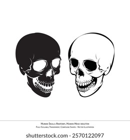 Human Skulls Anatomy Illustration - Detailed Transparent Skeleton Vector Art 2