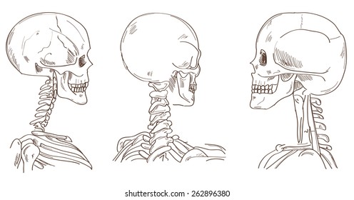 Human skulls in different perspective