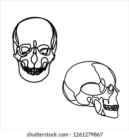 Human skulls. Lines