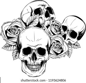 A human skulls with roses on white background