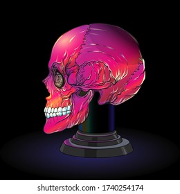 Calaveras humanas para brujería. Elementos para el diseño. Ilustración vectorial coloreada.