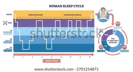 Human sleep cycle overview showing stages N1 N3 and REM across hours, timeline graph, circular chart, and sleeper icon clarify phase flow and duration. Outline diagram