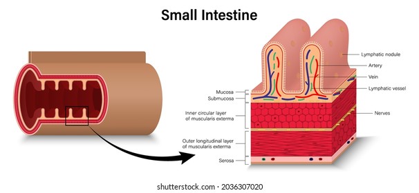 Human Small Intestine. Cross Section Of Intestinal Jejunum. Digestive Organ. Medical Education. 