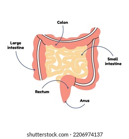 Human Small And Large Intestine Diagram, Internal Organ Anatomy, Flat Vector Line Style. Educational Cartoon Scheme, Medicine, Biology, Physiology. Digestive Tract, Flora, Gut, System, Health, Body.