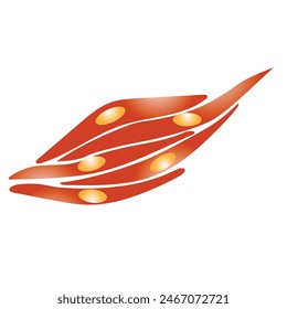 human smooth muscle vector illustration