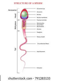 Human Sperm cell Anatomy 