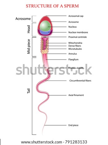 sperm cell parts Korea porn men