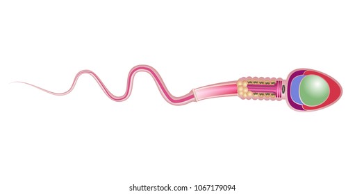 Human Sperm cell Anatomy structure of spermatozoon