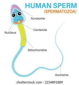 La célula espermática humana en el hombre humano.