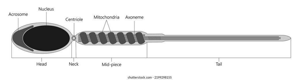 Human sperm cell. Vector illustration.