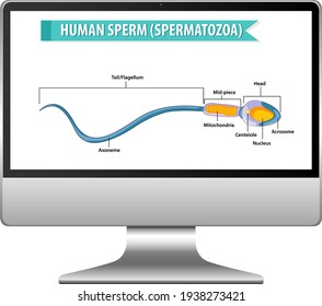 Human sperm diagram on computer screen illustration