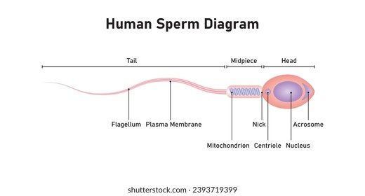 Human Sperm Diagram Scientific Design. Vector Illustration.