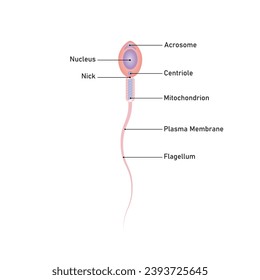Human Sperm Diagramm Wissenschaftliches Design. Vektorgrafik.