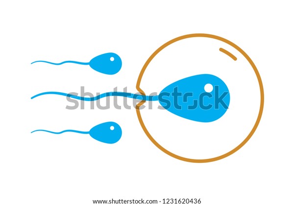 Human Sperm Eggs Vector Stock Vector Royalty Free 1231620436