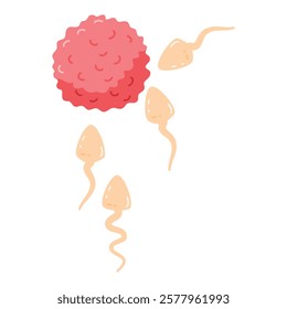 Human sperms impregnate fertile female egg ovum illustration