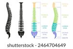 Human spinal column structure with backbone and spine skeletal icon