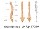 Human spinal column structure with backbone and spine skeletal icon