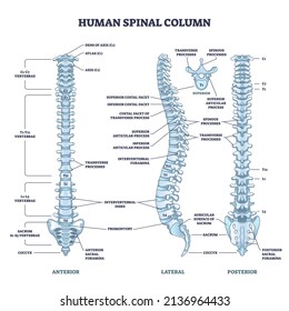 Human spinal column structure with backbone and spine skeletal anatomy outline diagram. Labeled educational human back description and detailed anterior, lateral or posterior view vector illustration.