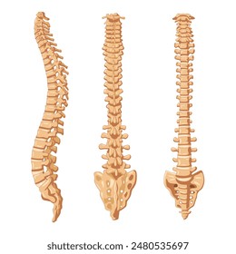 Estructura de columna vertebral humana con columna vertebral e icono esquelético