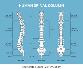 Coluna espinhal humana. Esquema de divisões vertebrais, anatomia infográfico médico cartaz educativo de biologia, vistas laterais, anteriores e posteriores, estrutura de espinha dorsal hoje em dia vetor isolado conjunto