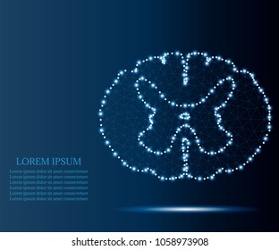 Human spinal cord polygonal geometric concept. Abstract spinal cord cross section with triangular polygons, dots low poly background. Isolated. Central nervous system. CNS logo for medical design