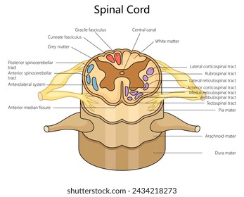 Human spinal cord structure vertebral column diagram hand drawn schematic vector illustration. Medical science educational illustration