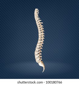 Human Spine