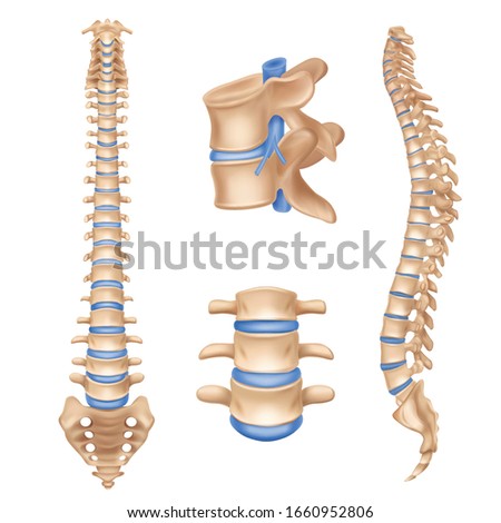 Human spine anatomy chart vertebral column set realistic medical educative poster textbook white background picture vector illustration