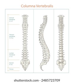 Human Spine Anatomy different view vector illustration, editable background.