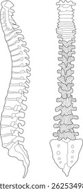 Human Spine Anatomy Line Art Illustration, Detailed line drawing illustration showing the sagittal (side) and posterior (back) views of the human spine, including the cervical, thoracic, lumbar, and