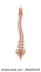Human spine anatomy scoliosis composition with isolated image of curved spine with bones and straight line vector illustration