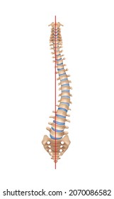 Human spine anatomy scoliosis composition with isolated image of curved spine with bones and straight line vector illustration