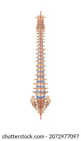 Human spine anatomy scoliosis composition with isolated image of normal spine with bones and straight line vector illustration