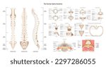 Human spine anatomy set. Vertebral column medical education poster. Cervical, thoracic and lumbar vertebrae segments, sacrum and coccyx. Spinal cord structure. Flat vector illustration