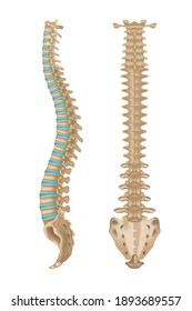 Human Spine Anatomy In Two Projections. Intervertebral Discs. 3d Rendering. Vector Illustration.