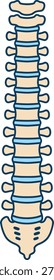 Vektorgrafik der menschlichen Wirbelsäulenanatomie für die Chiropraktik, Orthopädie und medizinische Ausbildung
