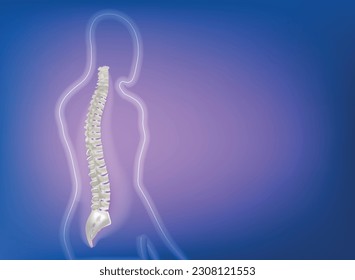 Human spine anatomy,Spine Medical Center Clinic Institute chiropractor,vector image