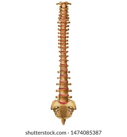 The human spine. Anterior view. Vertebral column. Backbone. Vector illustration isolated on white background.