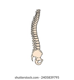 diseño de ilustración de vector óseo de espina dorsal humana