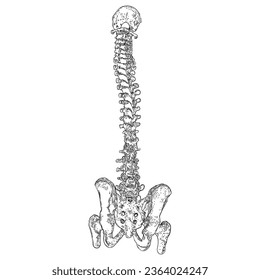 Human spine bones anatomy with Intervertibral disks, Cervical, Thoracic, Lumbar vertebrae and Pelvis Sacrum Ilium Oschium, Coccyx bones. Hand drawing sketch. Vector.