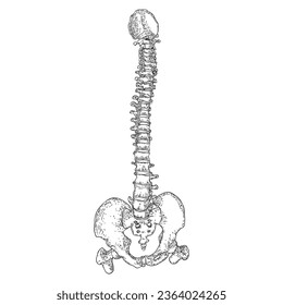 Human spine bones anatomy with Intervertibral disks, Cervical, Thoracic, Lumbar vertebrae and Pelvis Sacrum Ilium Oschium, Coccyx bones. Hand drawing sketch. Vector.