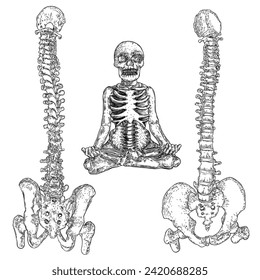 Human spine bones anatomy with Intervertibral disks, Cervical, Thoracic, Lumbar vertebrae and Pelvis Sacrum Ilium Oschium, Coccyx bones. Hand drawing sketch. Vector.