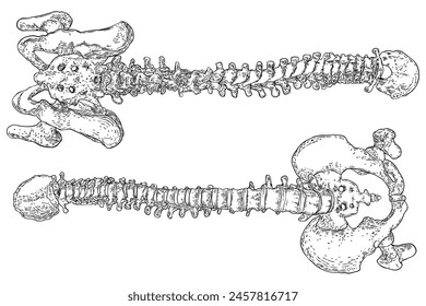 Human spine bones anatomy with Intervertibral disks, Cervical, Thoracic, Lumbar vertebrae and Pelvis Sacrum Ilium Oschium, Coccyx bones. Hand drawing sketch. Vector. svg