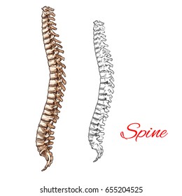 Human spine bones and backbone joints vector sketch body anatomy icon. Isolated symbol of spinal vertebra of skeleton structure for anatomical or medical surgery design