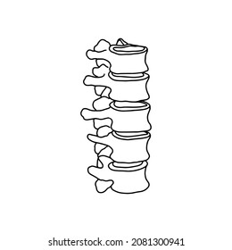 The human spine, drawn by lines on white background. Vector Stock illustration.