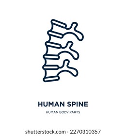 human spine icon from human body parts collection. Thin linear human spine, medical, body outline icon isolated on white background. Line vector human spine sign, symbol for web and mobile