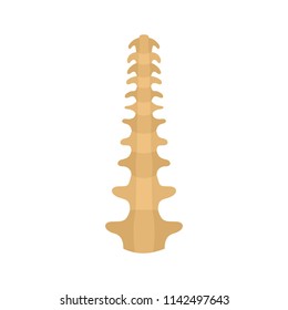 Human spine icon. Flat illustration of human spine vector icon for web isolated on white