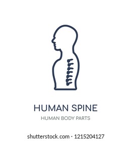 Human Spine icon. Human Spine linear symbol design from Human Body Parts collection.